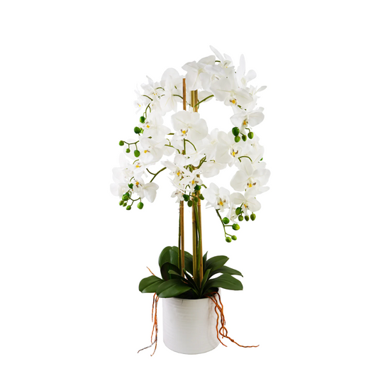 Orchid Arrangement
