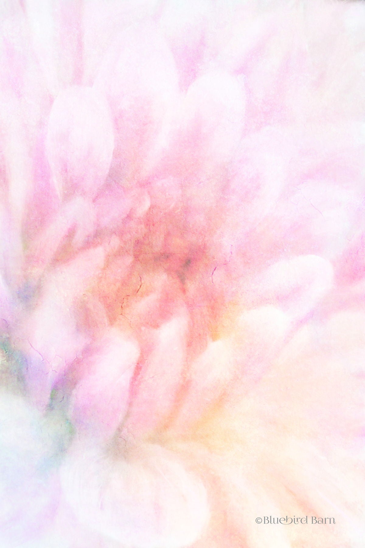 Framed Small - Soft Dahlia Pastel Peach By Bluebird Barn