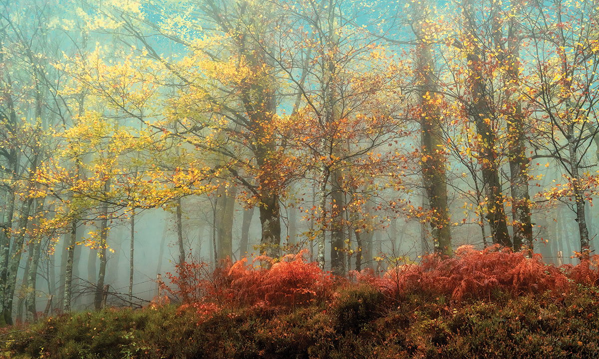 Framed Small - Beeches In The Mist By Lars Van De Goor
