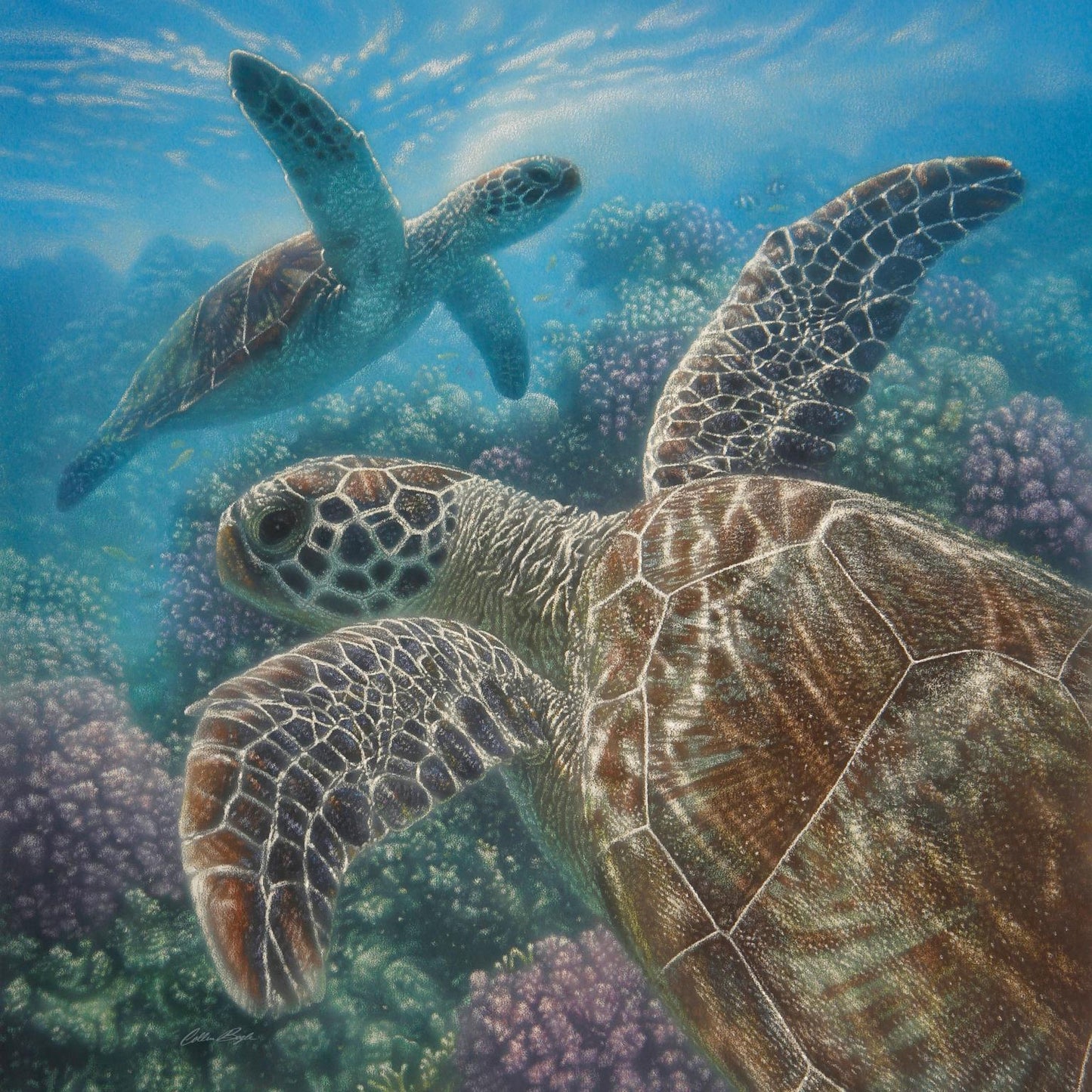 Framed Small - Sea Turtles By Collin Bogle