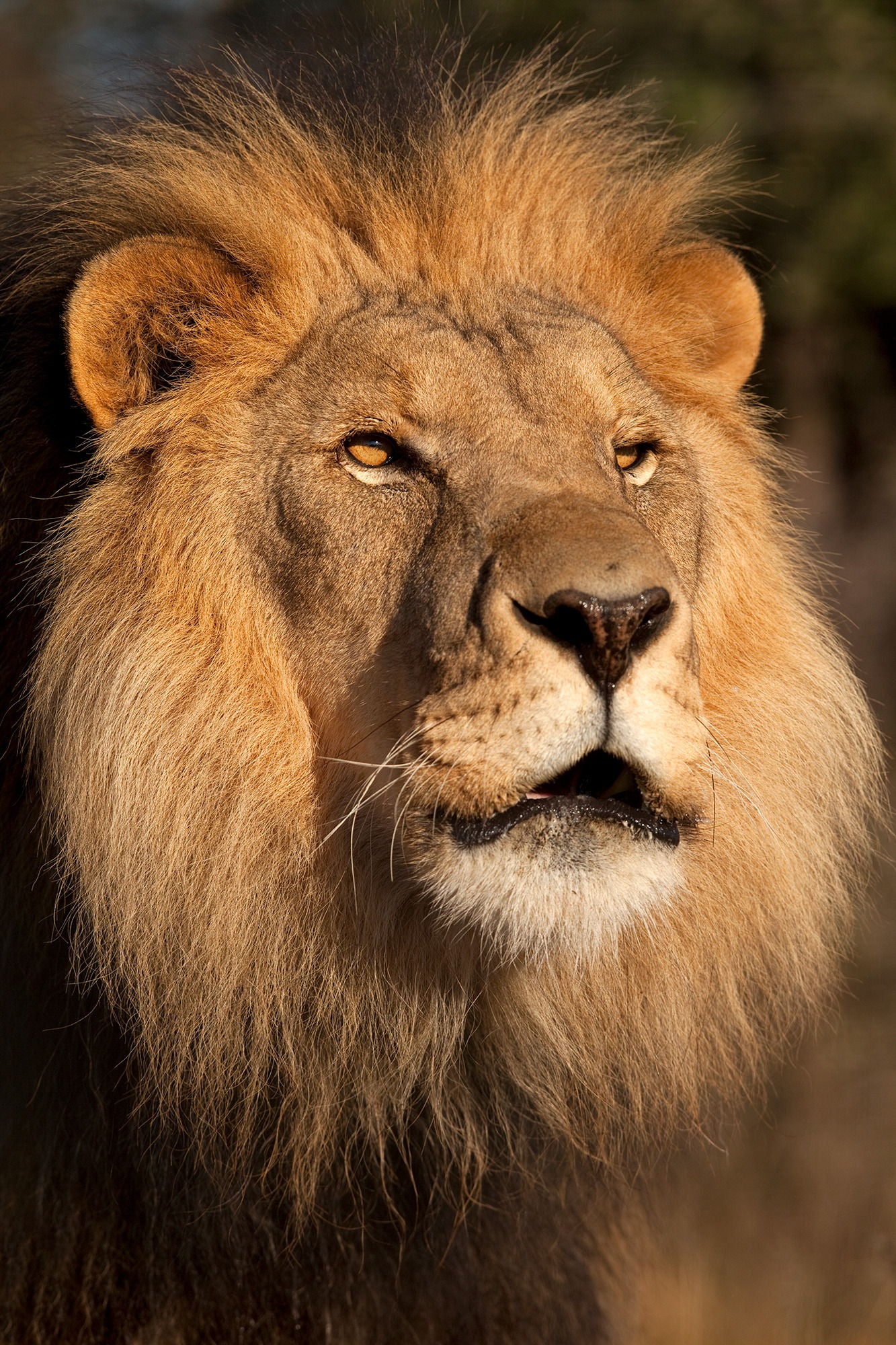 Framed Small - Lion At Sunset By Jimmy'z
