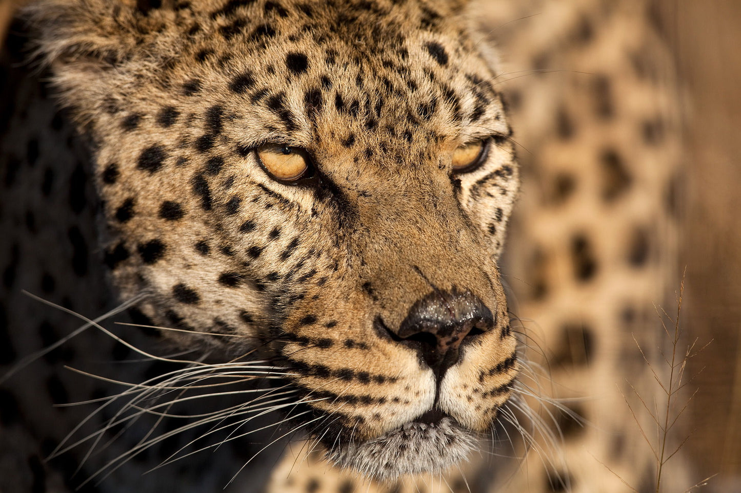 Framed Small - Cheetah Stare By Jimmy'z