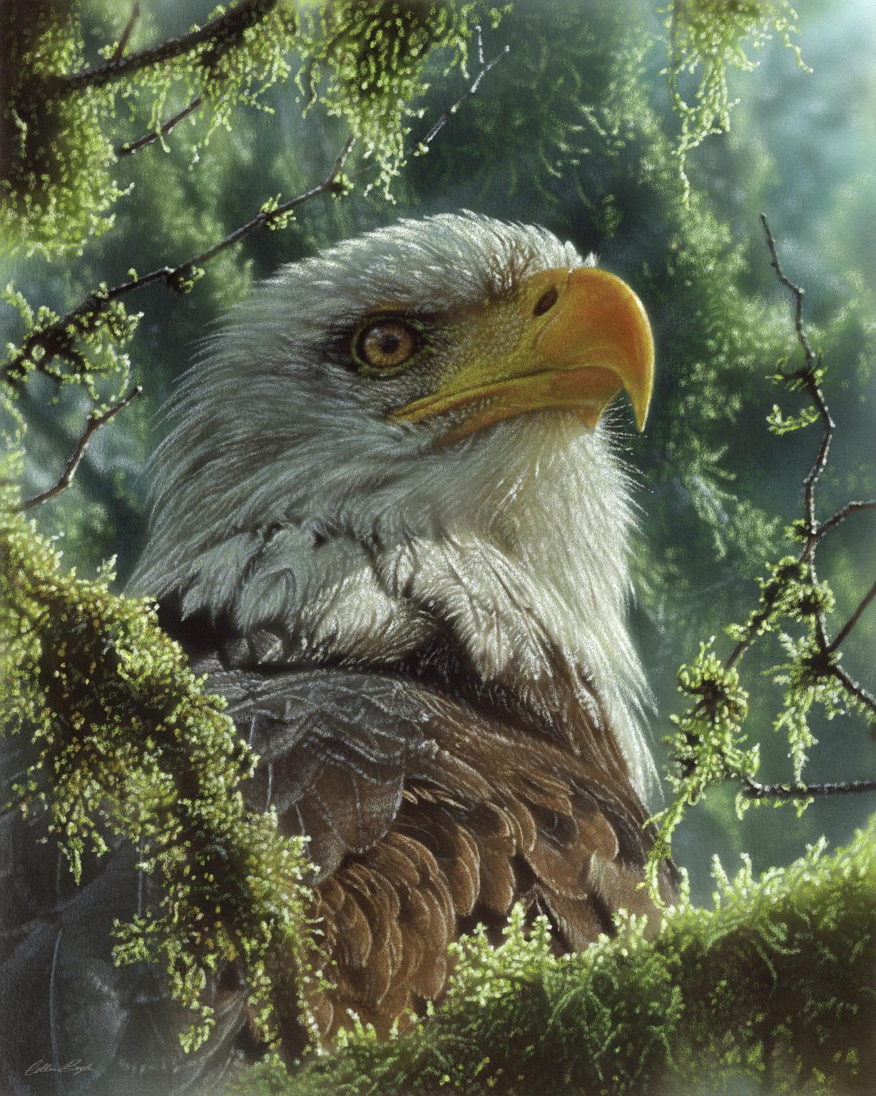 Framed Small - Bald Eagle By Collin Bogle