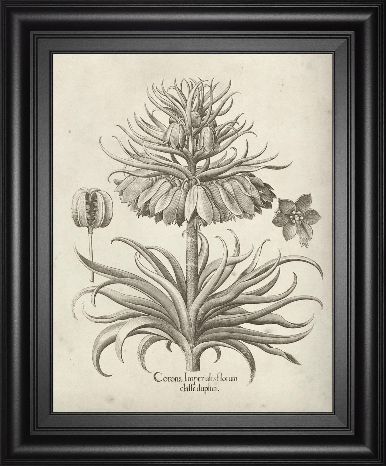 Fresco Crown Imperial III By Vision Studio 22x26 - Dark Gray