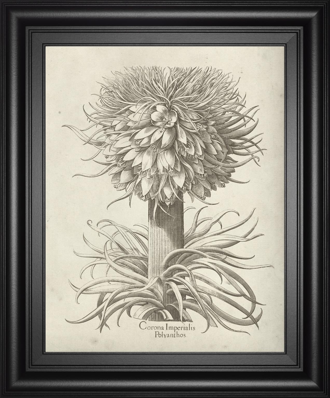 Fresco Crown Imperial I By Vision Studio 22x26 - Dark Gray