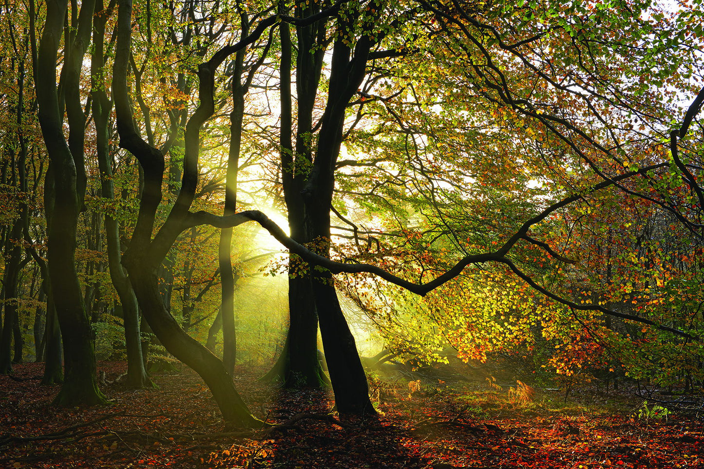 Framed - Share This Dance With Me By Lars Van De Goor
