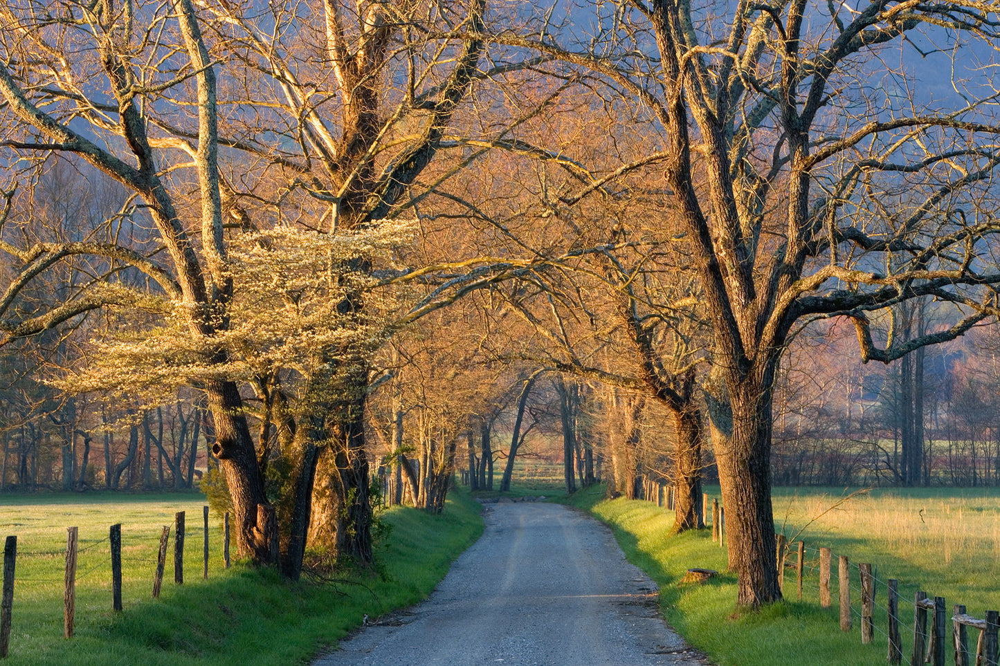 Framed Small - Sunset Path By Jimmy'z