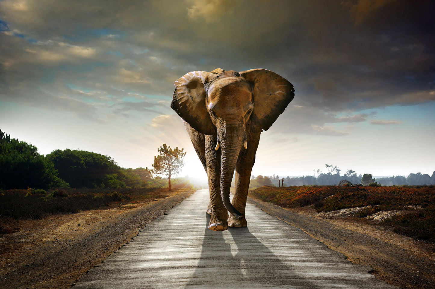 Framed Small - Marching Elephant
