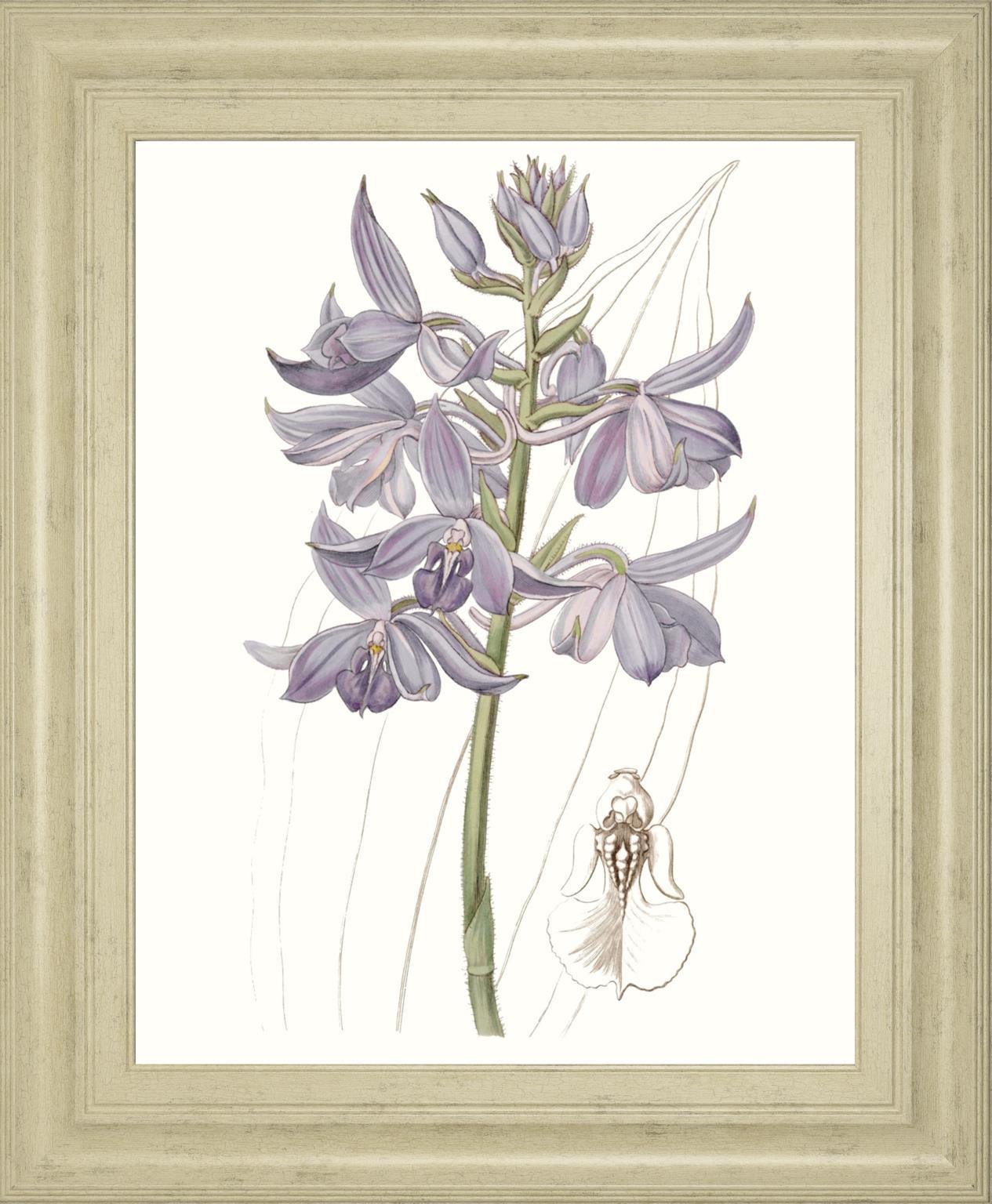 Lavender Beauties III By Edwards 22x26 - Purple