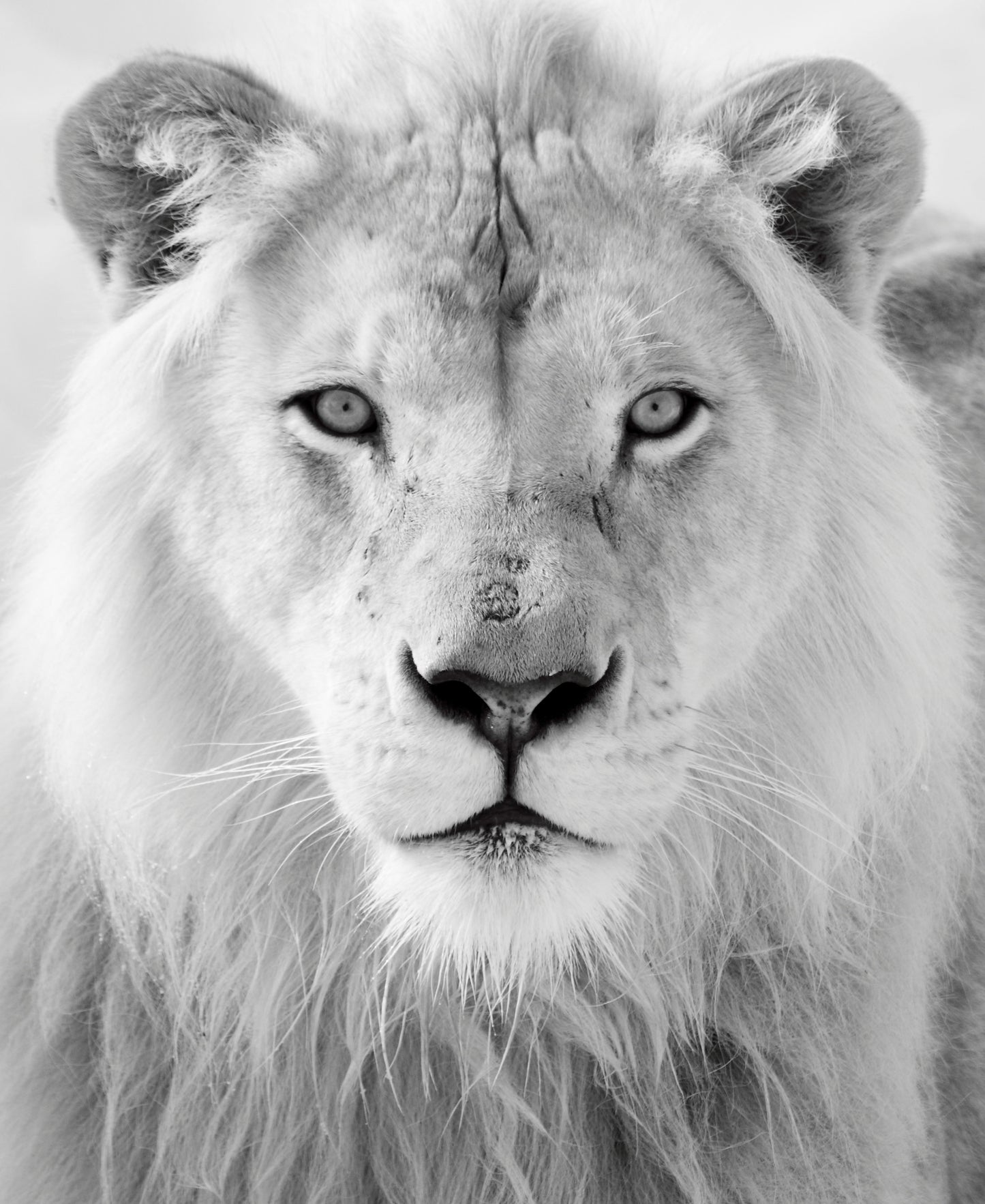 Framed - Black And White Lion