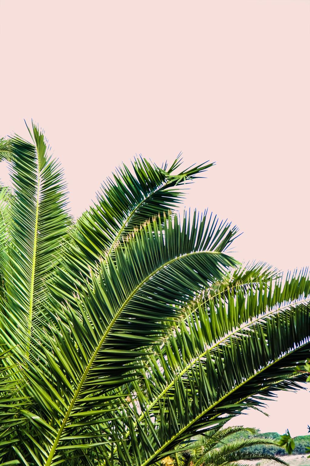 Framed - Tropical Leaves On Blush I By Acosta