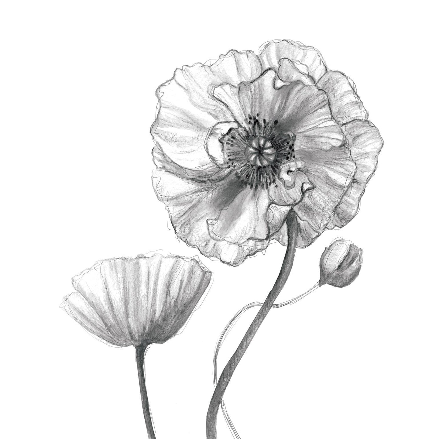 Framed Small - Sketchy Poppy By Carol Robinson