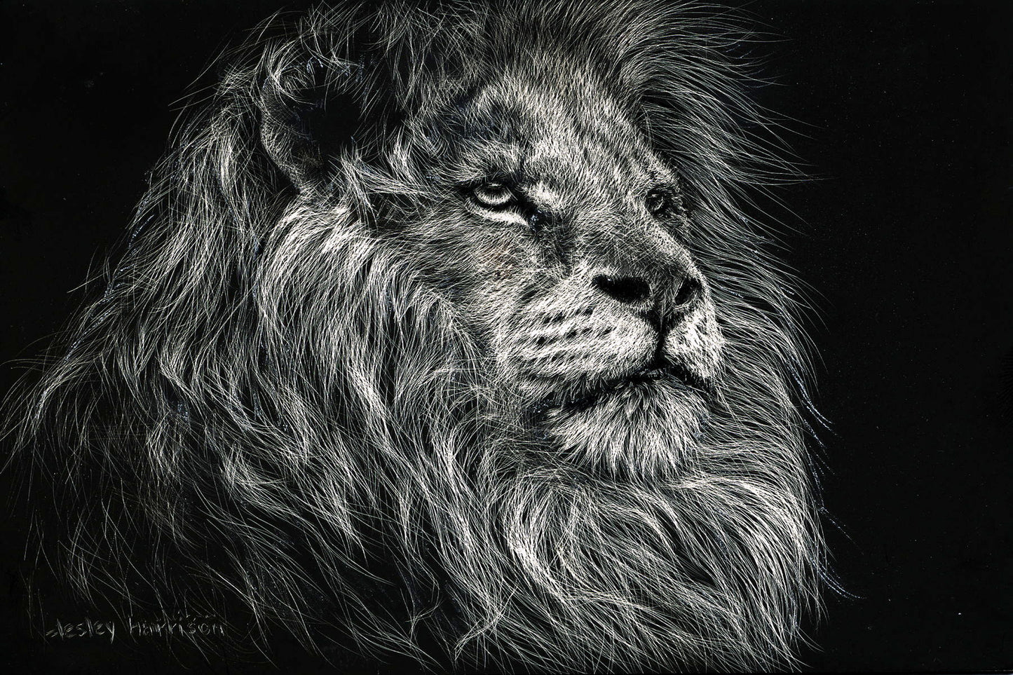 Framed - African Lion By Lesley Harrison