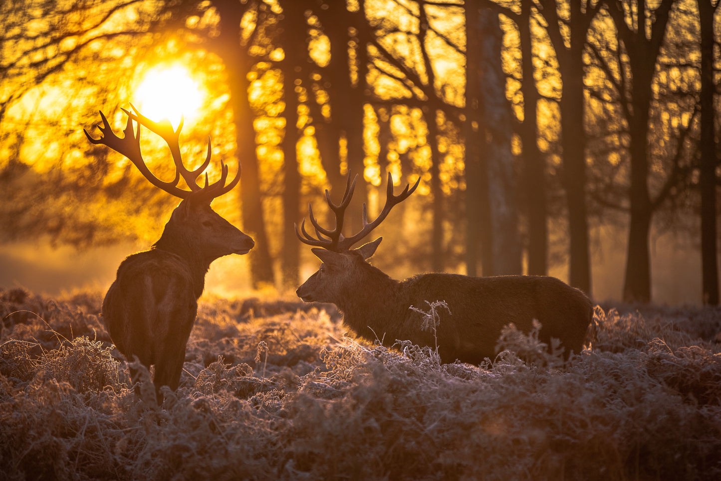 Framed Small - Deer At Dusk