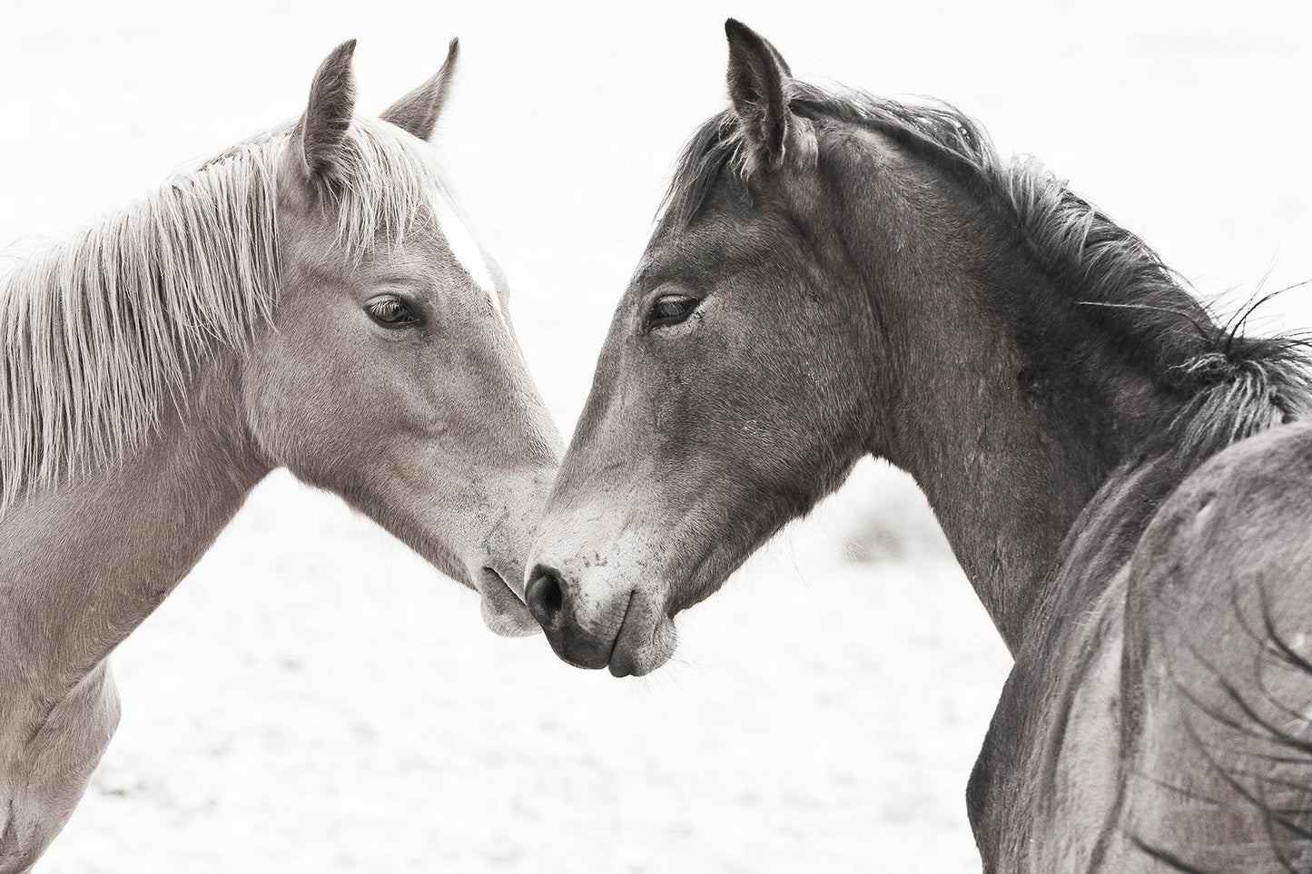 Framed - Gentle Herd By Danita Delimont