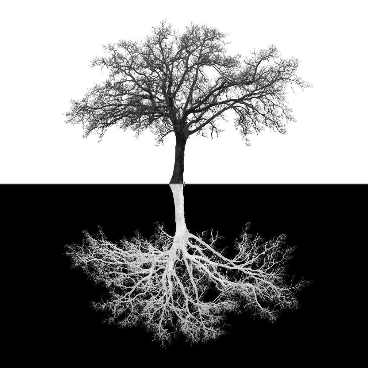 Inverse Tree - Black