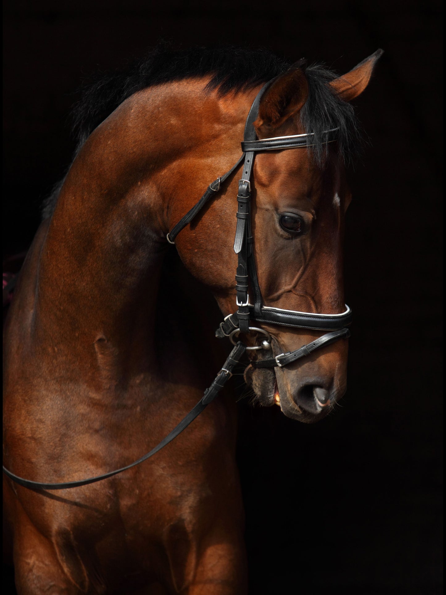 Framed Small - Horse On Black By Mikhail Kondrashov