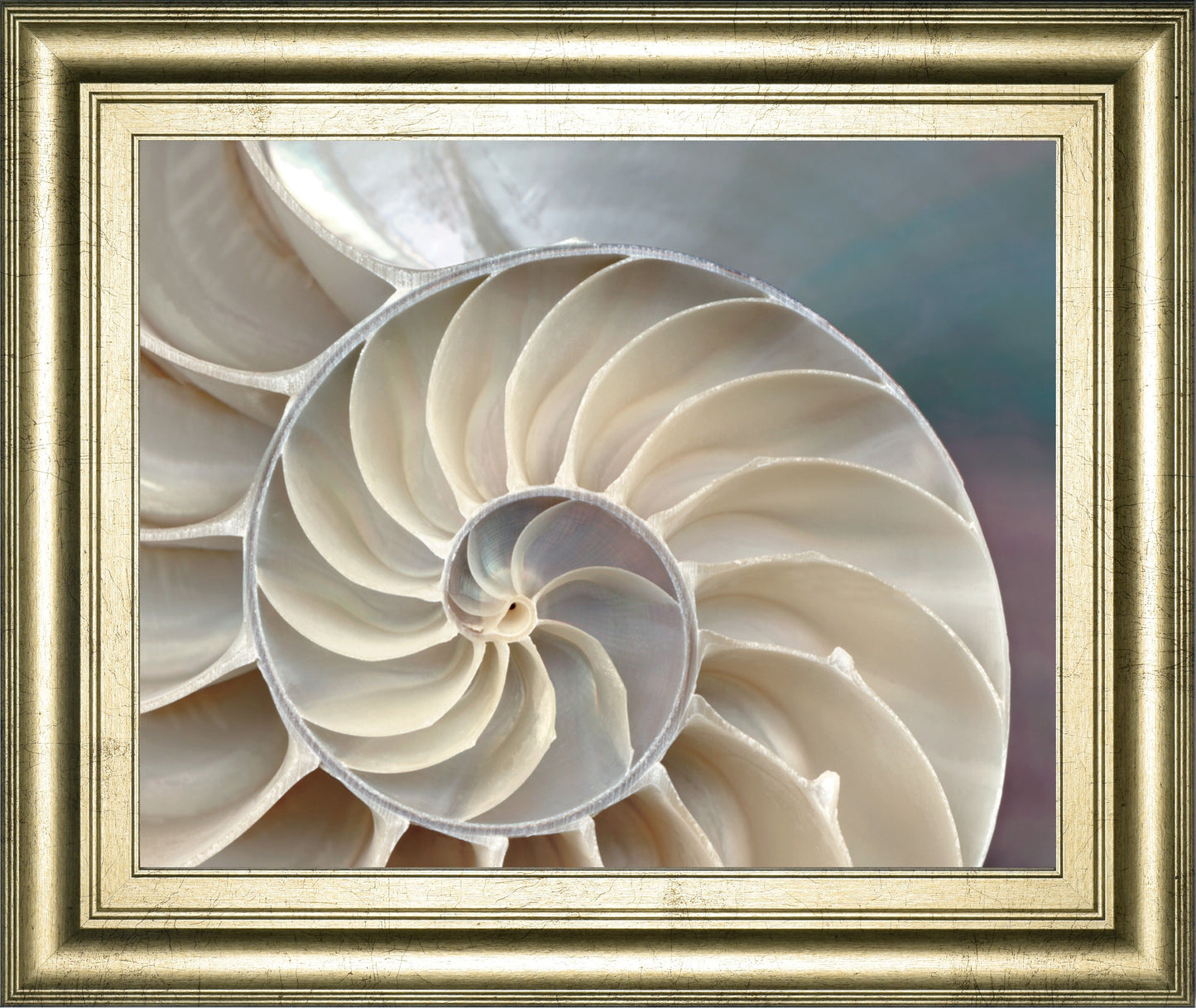 Nautilus By Levine, A. - Framed Print Wall Art