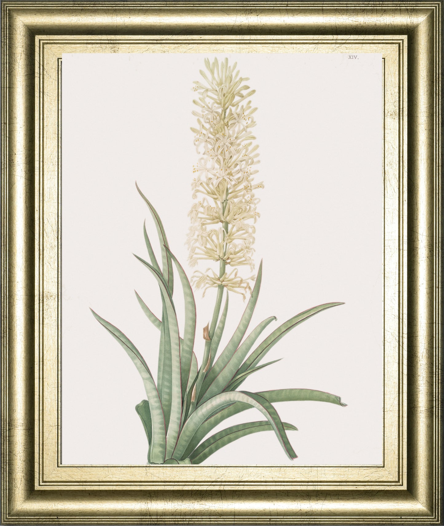 Sansevieria Zeylancia By Pierre Joseph Redoute - Framed Print Wall Art