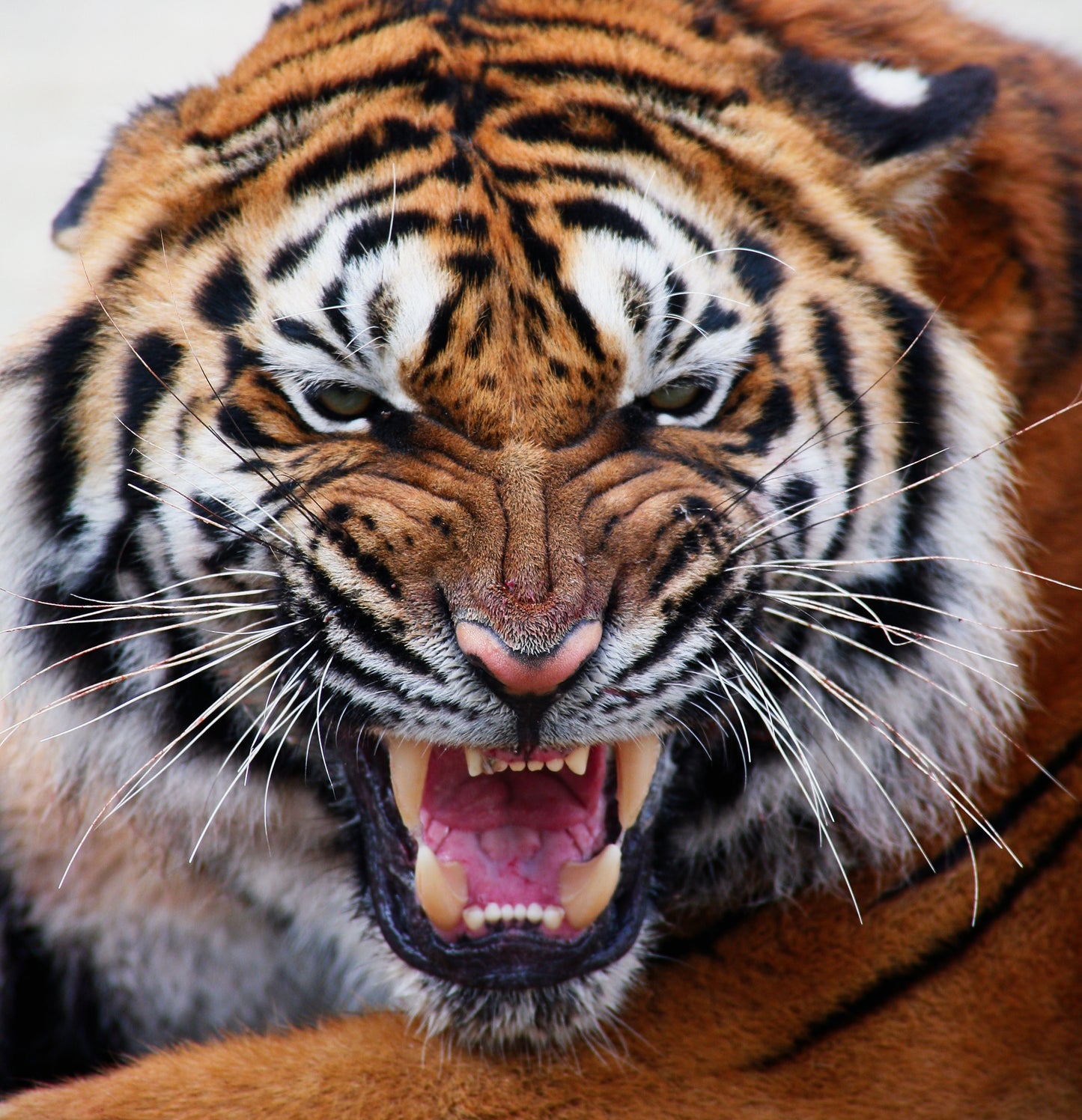 Framed Small - Mean Tiger