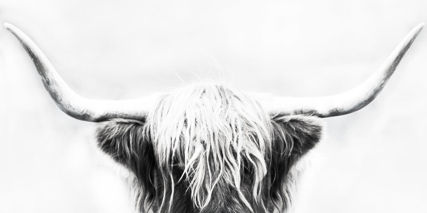 Longhorn By Danita Delimont - Dark Gray