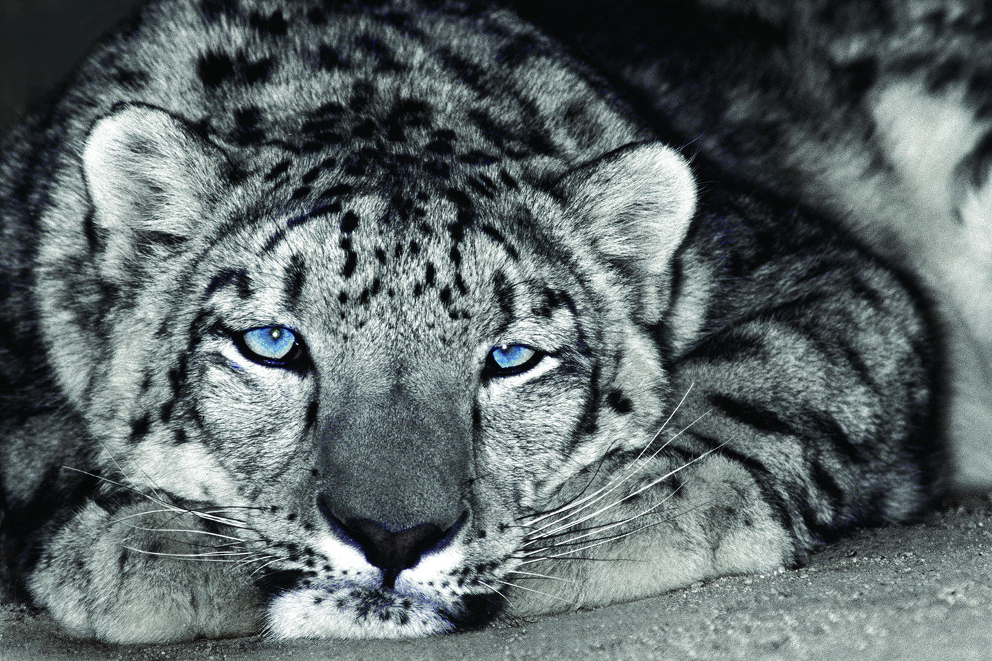 Framed - Snow Leopard Sanctuary By D. Welling