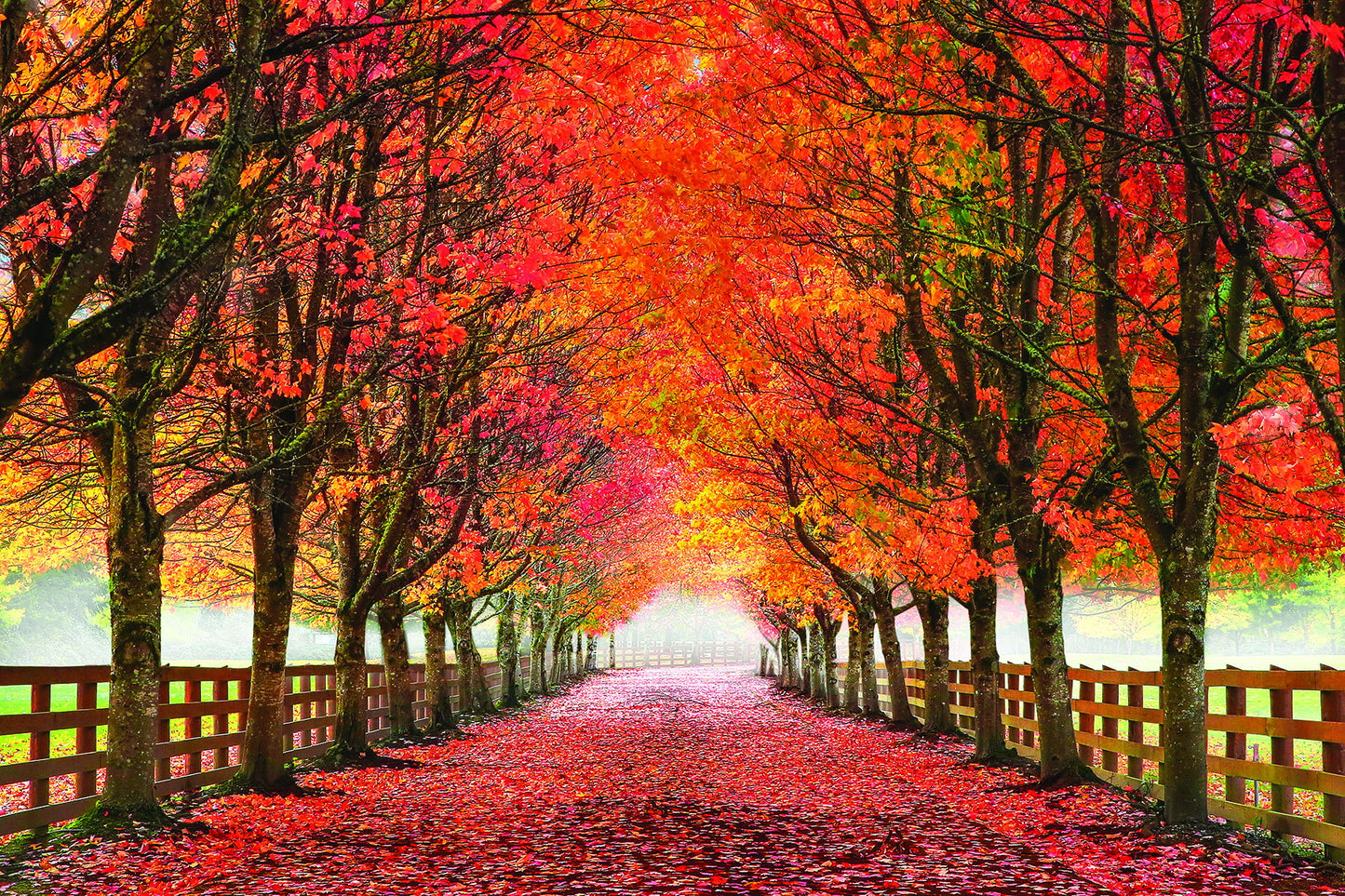 North Bend Trees By Aaron Reed - Wall Art 60 x 45 - Orange