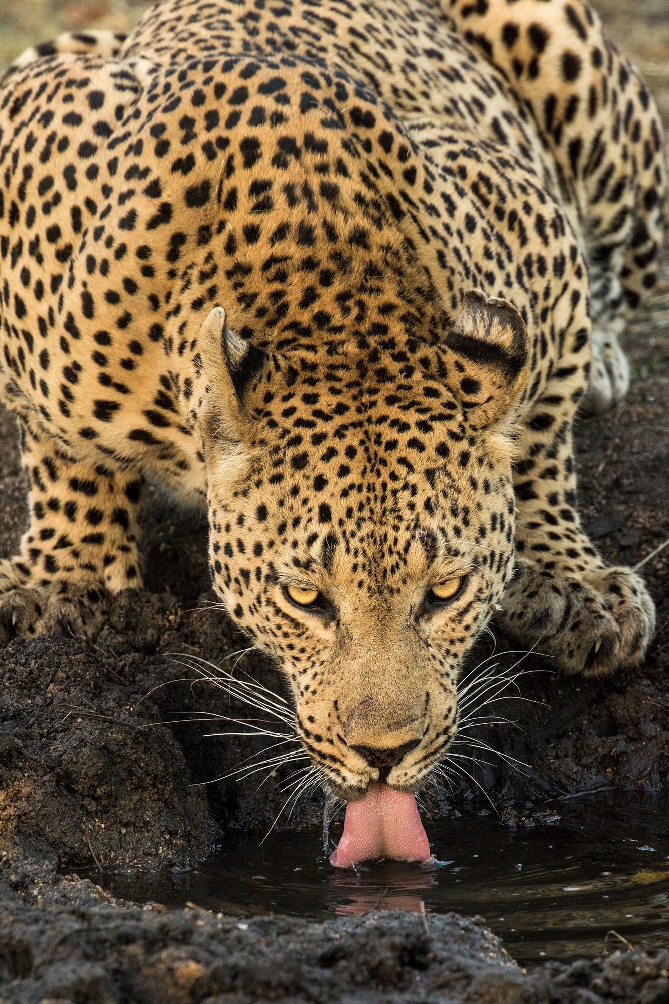 Framed Small - Leopard Taking A Break By Jimmy'z