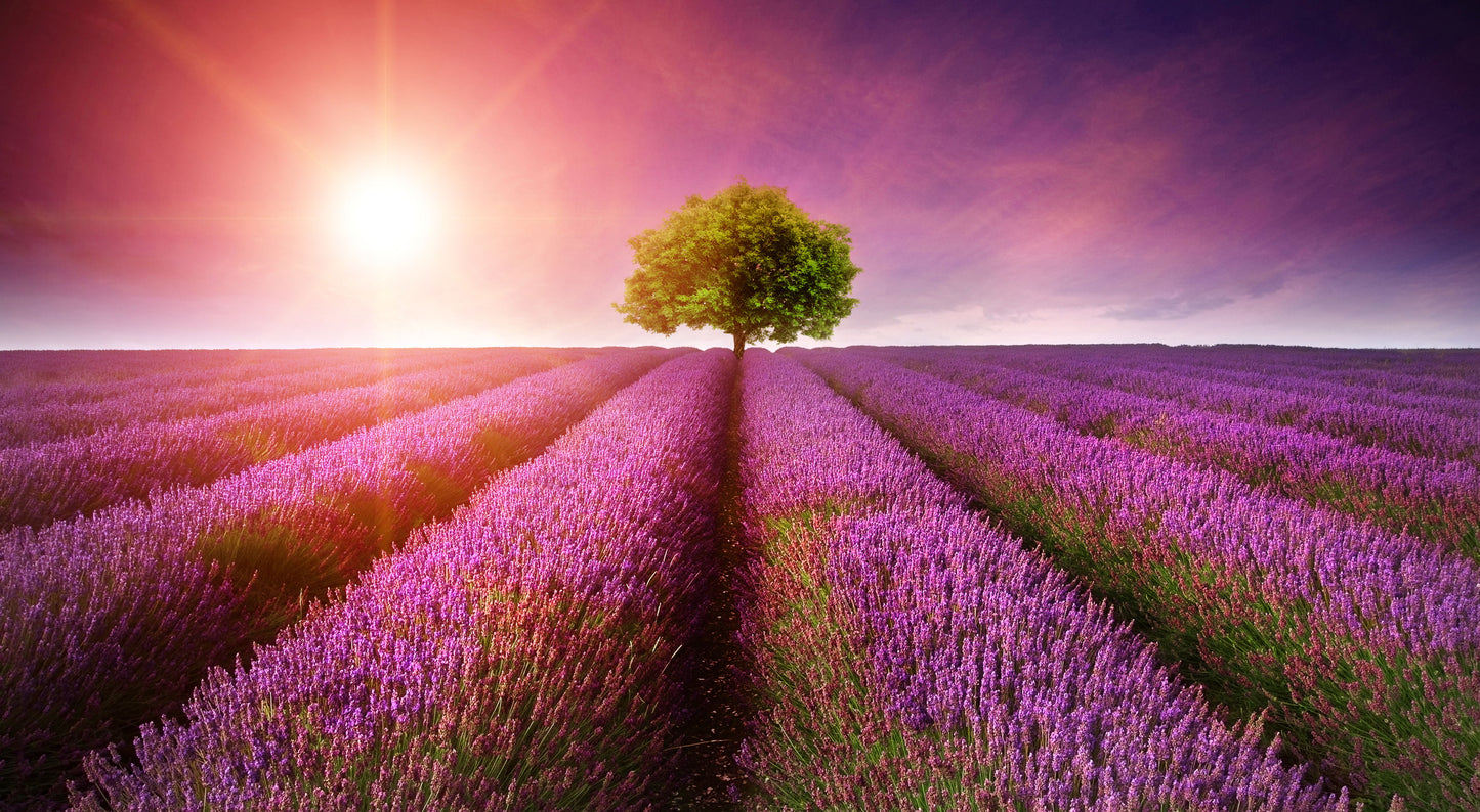 Framed Small - Purple Rows