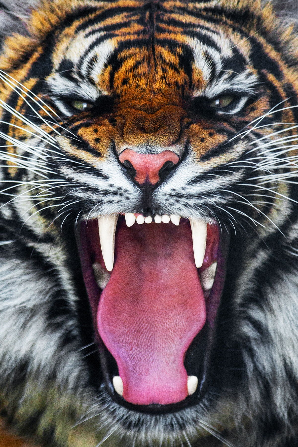 Small - Angry Tiger