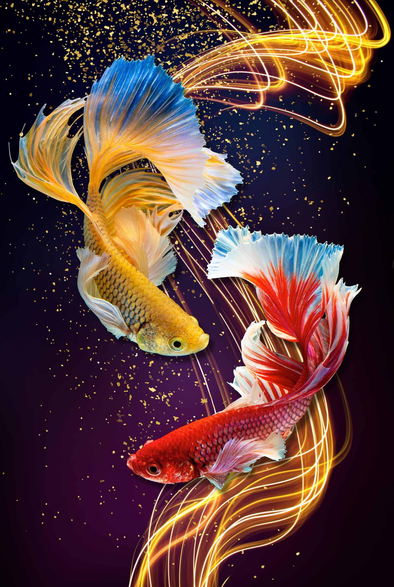 Good Luck Fishes Tempered Glass wall art 60" x 40"