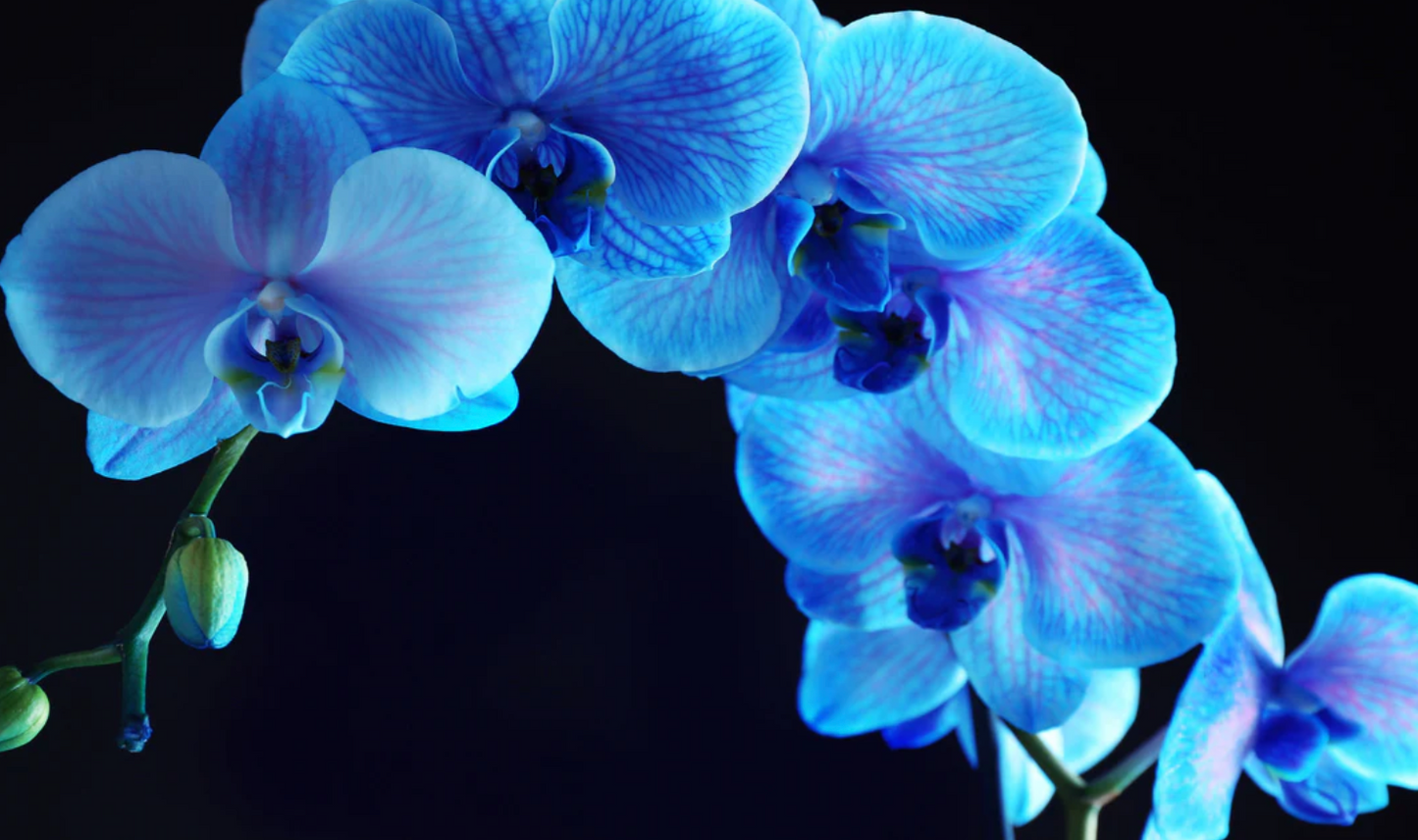 Blue Orchid Tempered Glass Wall Art