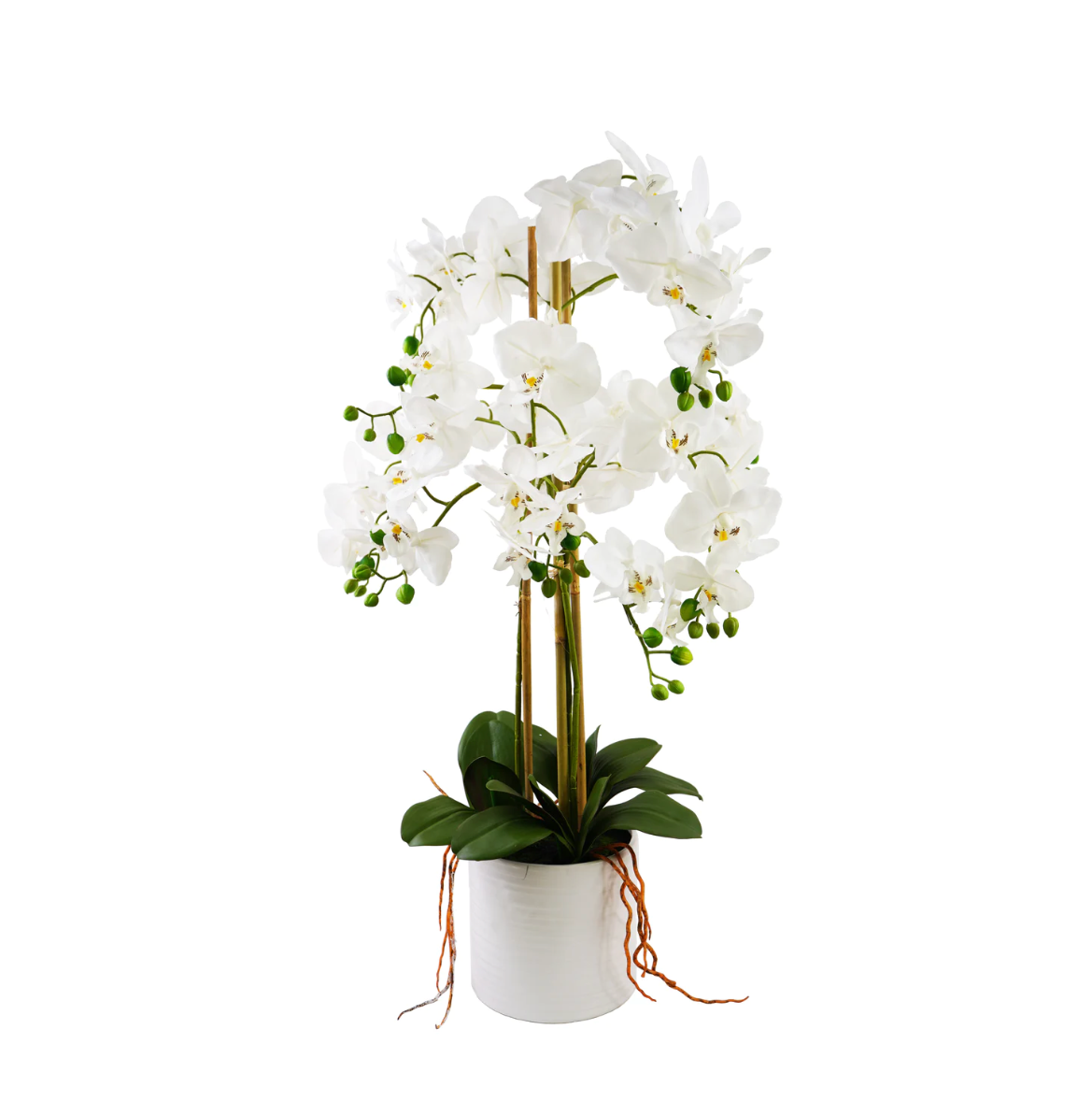 Orchid Arrangement