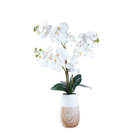 White Orchid arrangement