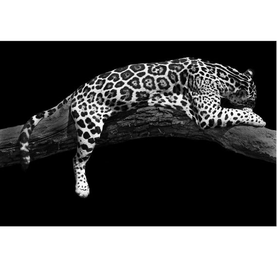 Cheetah Tempered glass wall art