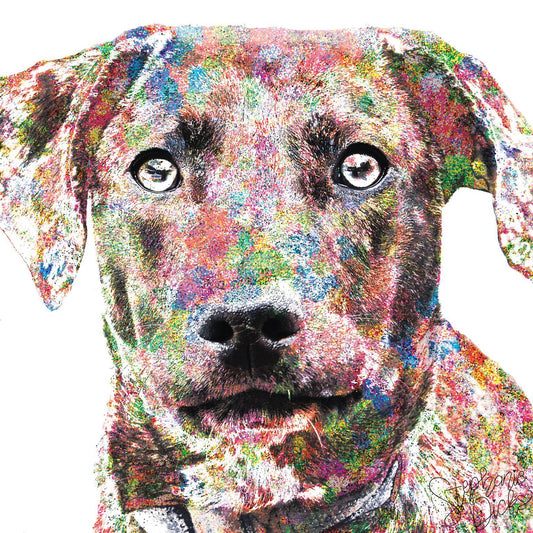 Framed Small - Beau By Stephanie Dicks