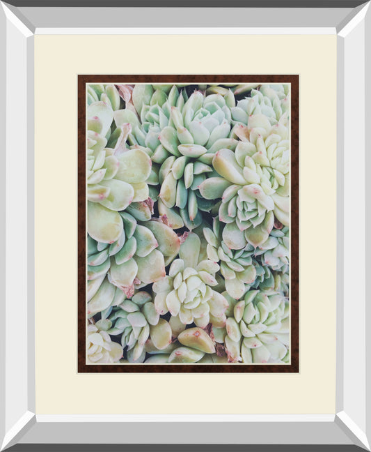 Translucent Succulents By Chelsea Kedron Mirrored Frame