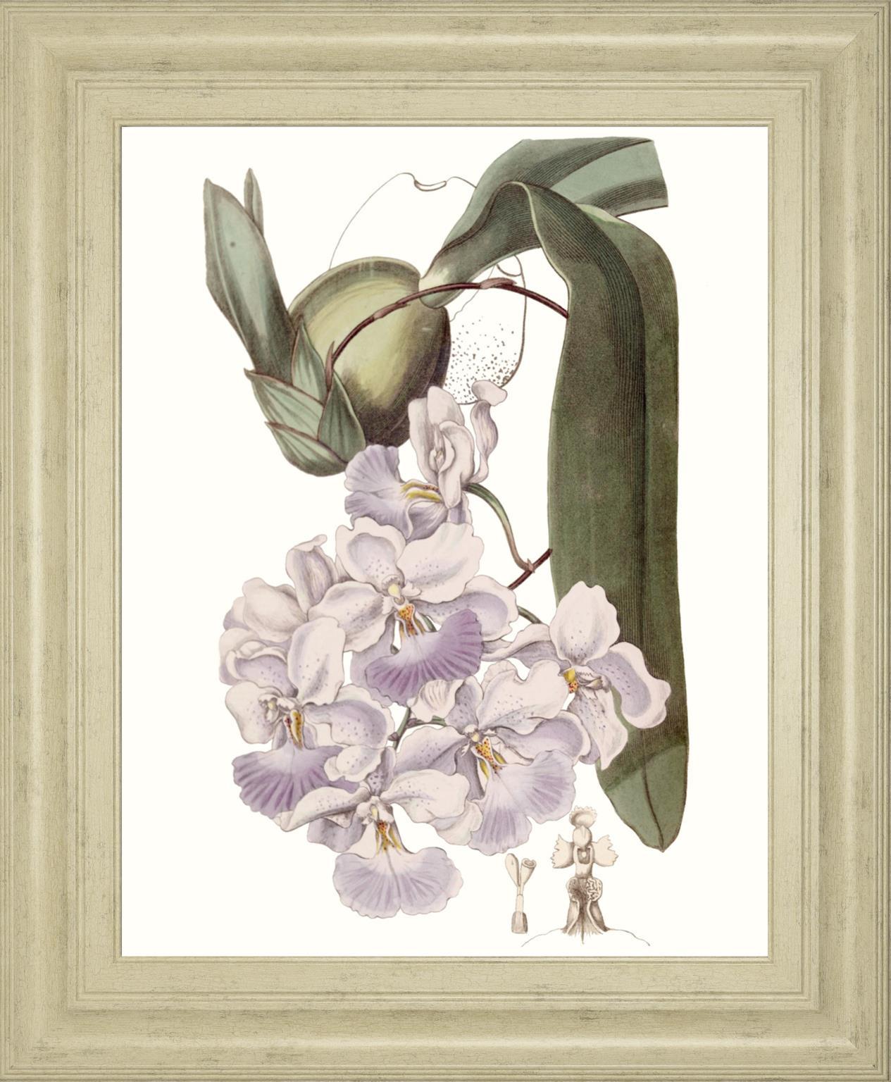 Lavender Beauties V By Edwards 22x26 - Pink