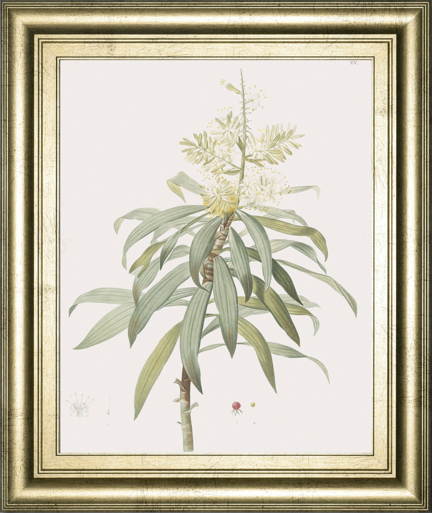Dracaena Reflexa By Pierre Joseph Redoute - Framed Print Wall Art