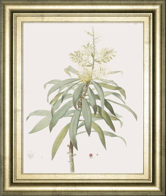 Dracaena Reflexa By Pierre Joseph Redoute - Framed Print Wall Art