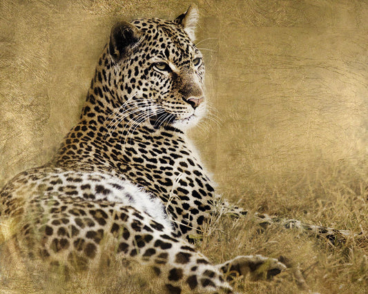 Framed - Tall Grass Gold By Danita Delimont