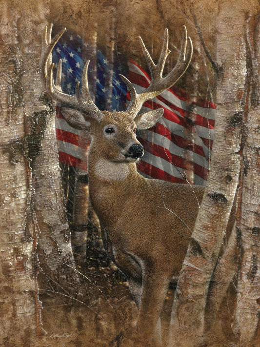 Framed - Whitetail Buck By Collin Bogle
