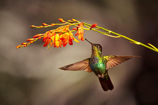 Temp Glass With Foil - Hummingbird