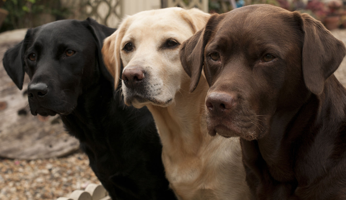 Framed Small - Three Shades Of Loyalty