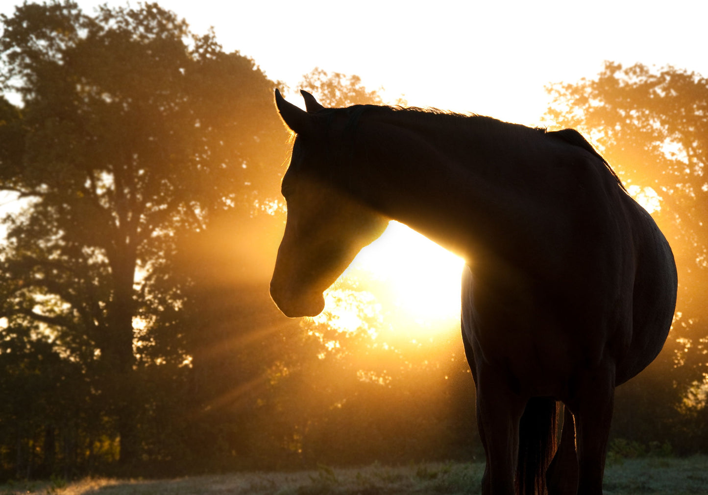 Framed Small - Horse Silhoutte