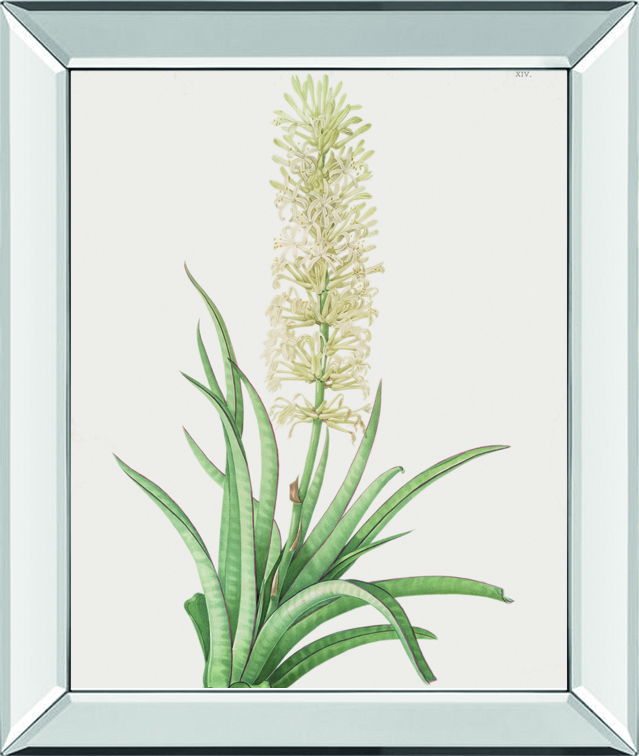 Sansevieria Zeylancia By Pierre Joseph Redoute - Mirror Framed Print Wall Art