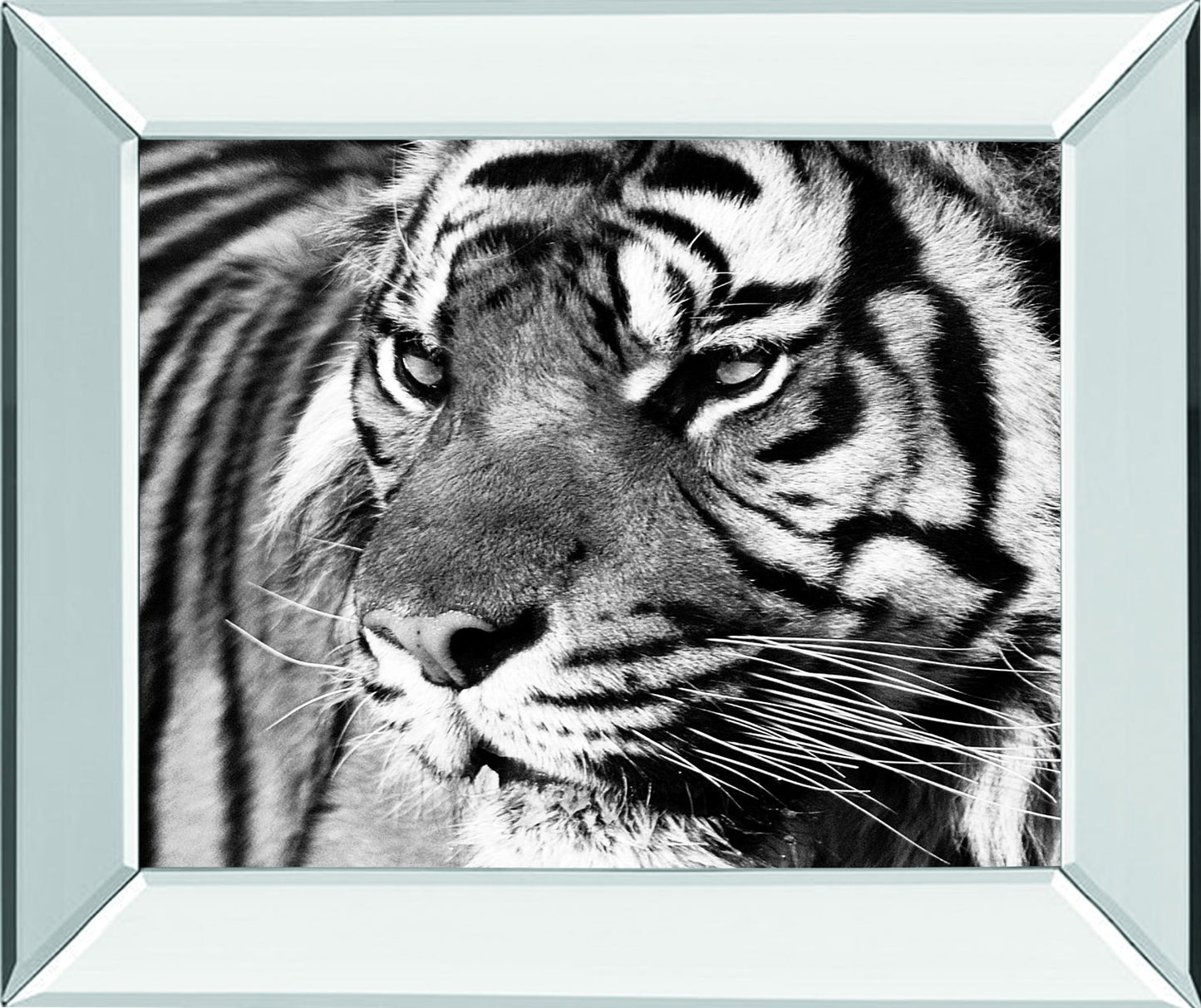 Tiger Eyes By Xavier Ortega - Mirror Framed Print Wall Art - Black