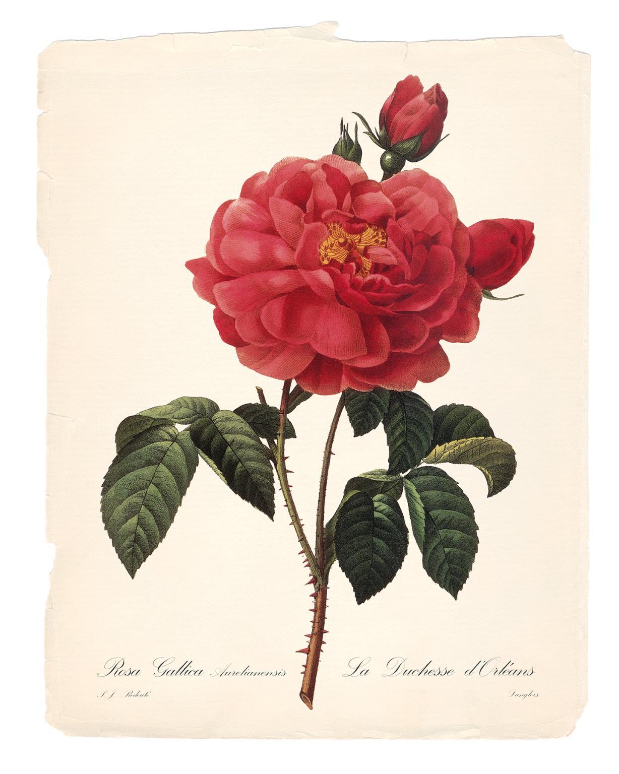 Red Botanical III By Carol Robinson - Red
