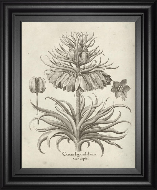 Fresco Crown Imperial III By Vision Studio 22x26 - Dark Gray
