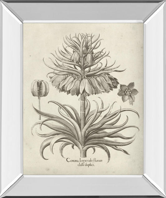 Fresco Crown Imperial III By Vision Studio - Dark Gray